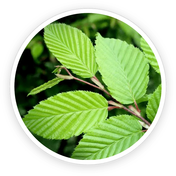 Slippery Elm Bark